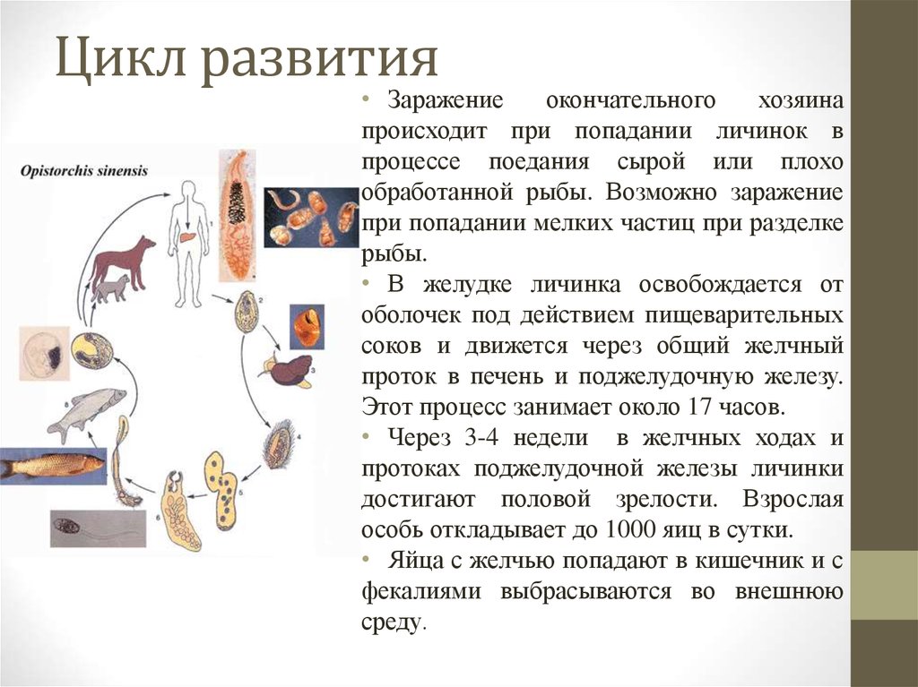 Без смены хозяев происходит развитие