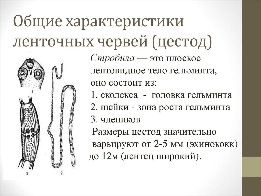 Общая характеристика цестод. Сколекс и стробила. Строение стробилы ленточных червей. Плоские черви ленточные строение.