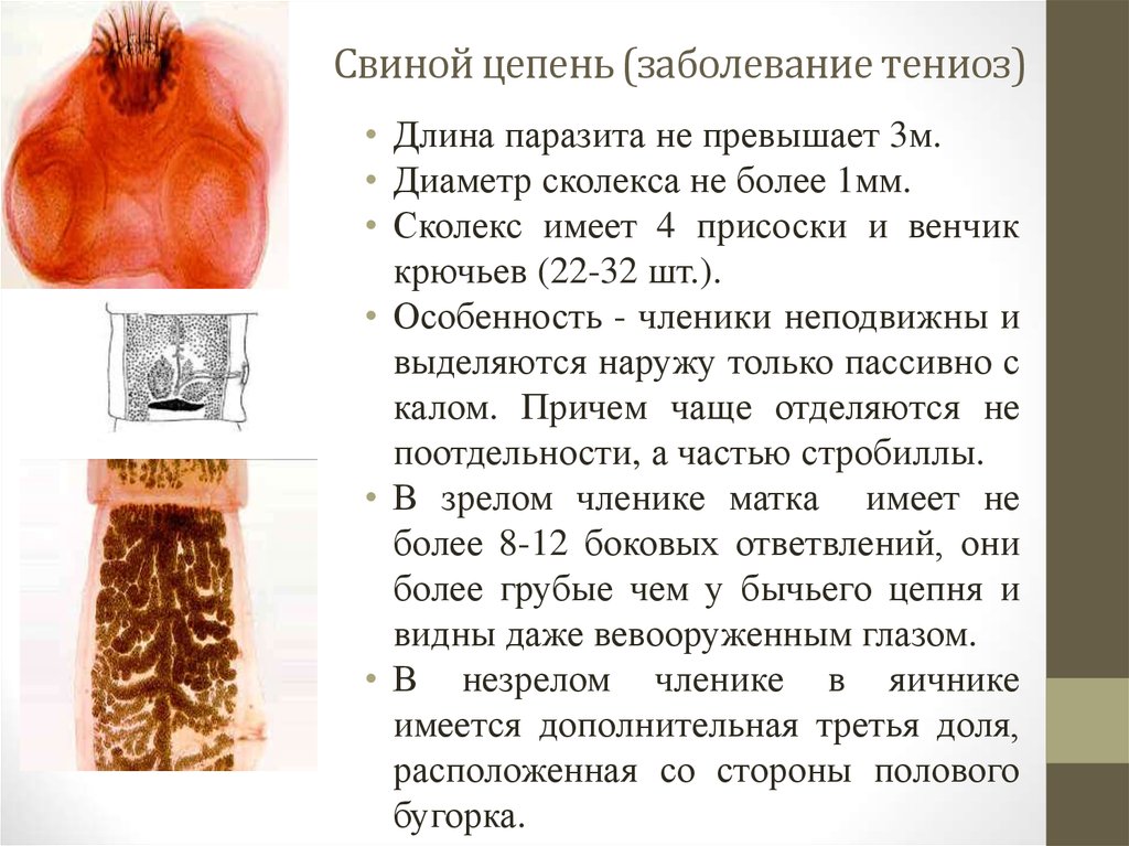 Чем отличается свиной цепень. Членики паразита свиного цепня. Симптоматика свиного цепня. Сколекс свиного цепня и бычьего цепня.