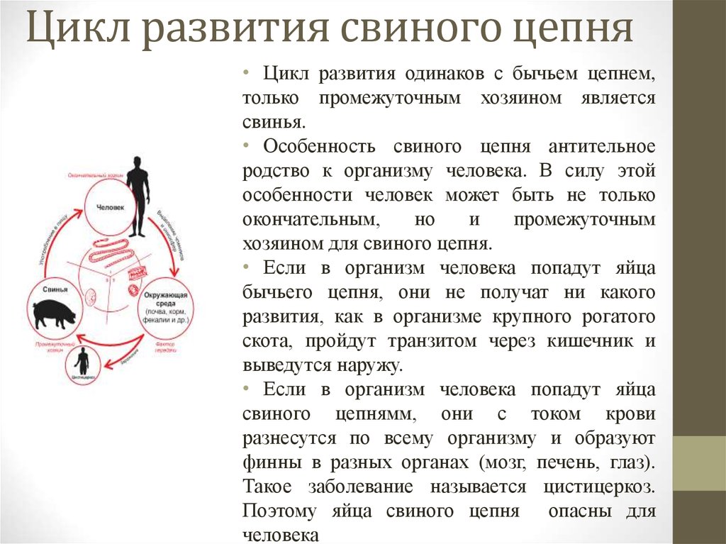 Свиной цикл. Цикл развития свиного цепня кратко. Жизненный цикл развития свиного цепня. Цикл развития свиной цепень. Цикл развития свиного цепня таблица.