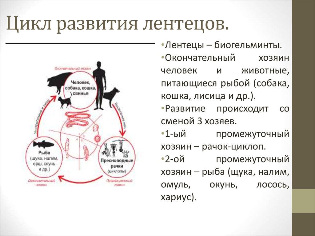 Без смены хозяев происходит развитие. Цикл развития лентецов. Жизненный цикл широкого лентеца.