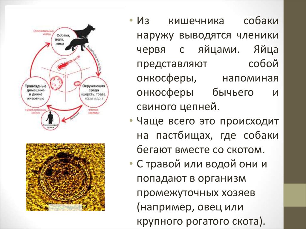 К ленточным червям относятся эхинококк свиной. Паразитологические методы. Паразитологические методы исследования. Жизненный цикл это в паразитологии. Паразитологический метод диагностики.