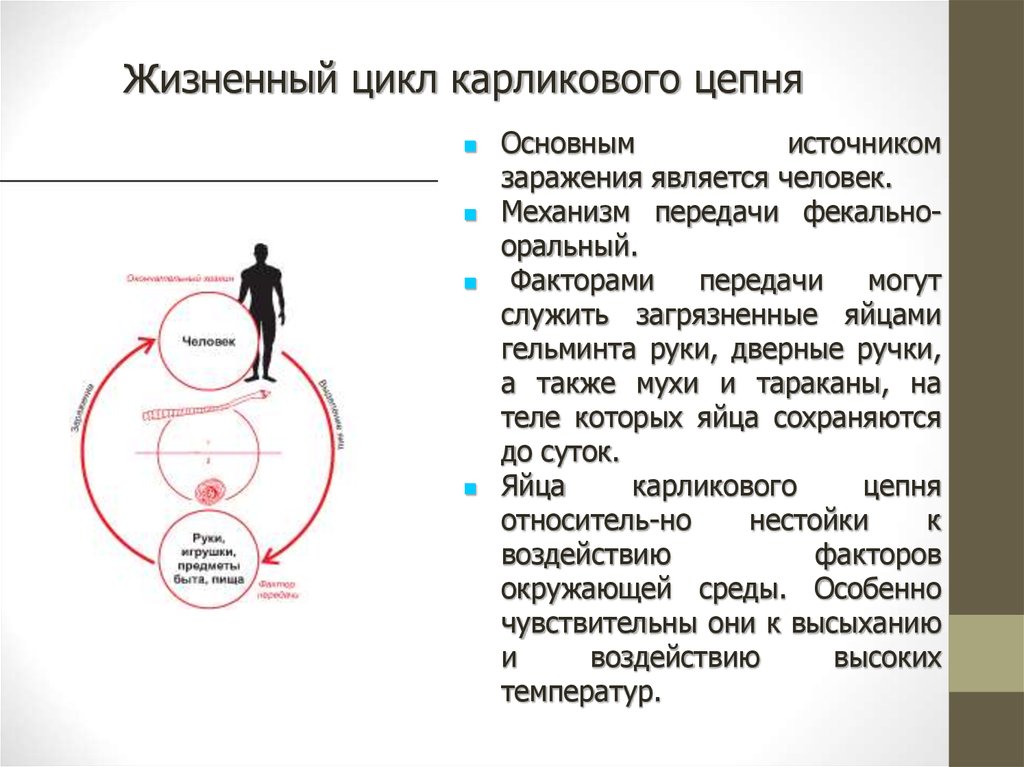 Схема лечения карликового цепня