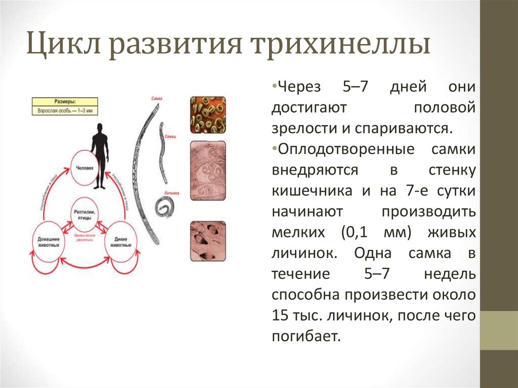 Трихинелла жизненный цикл схема