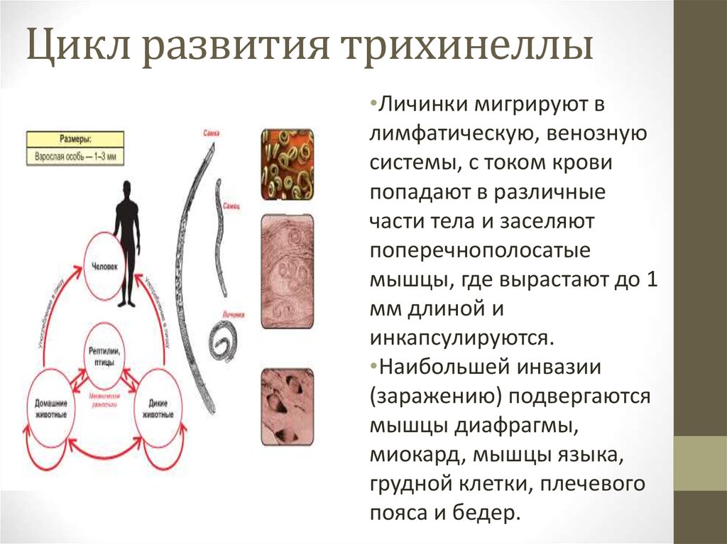 Схема жизненного цикла трихинеллы