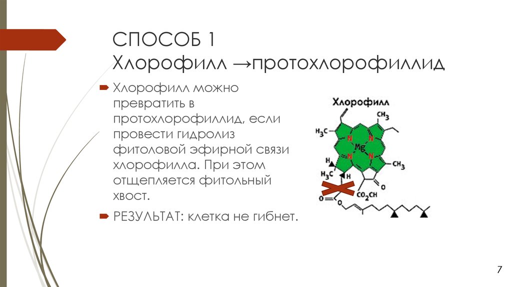 Хлорофилл содержится в