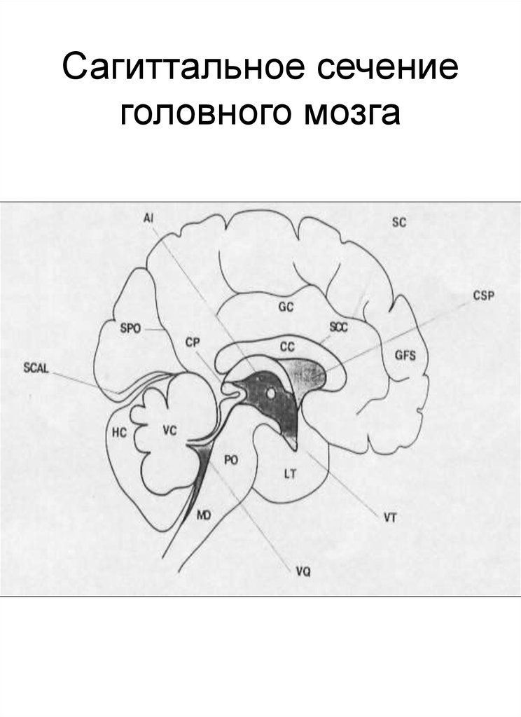 Головной мозг сагиттальный разрез рисунок с обозначениями