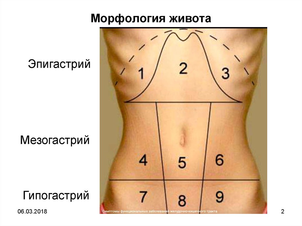 Зоны брюшной полости схема