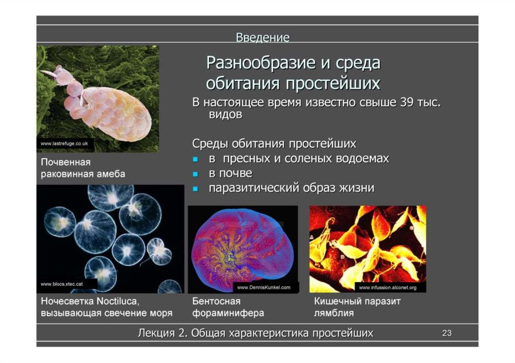 Какие среды организмов вам известны