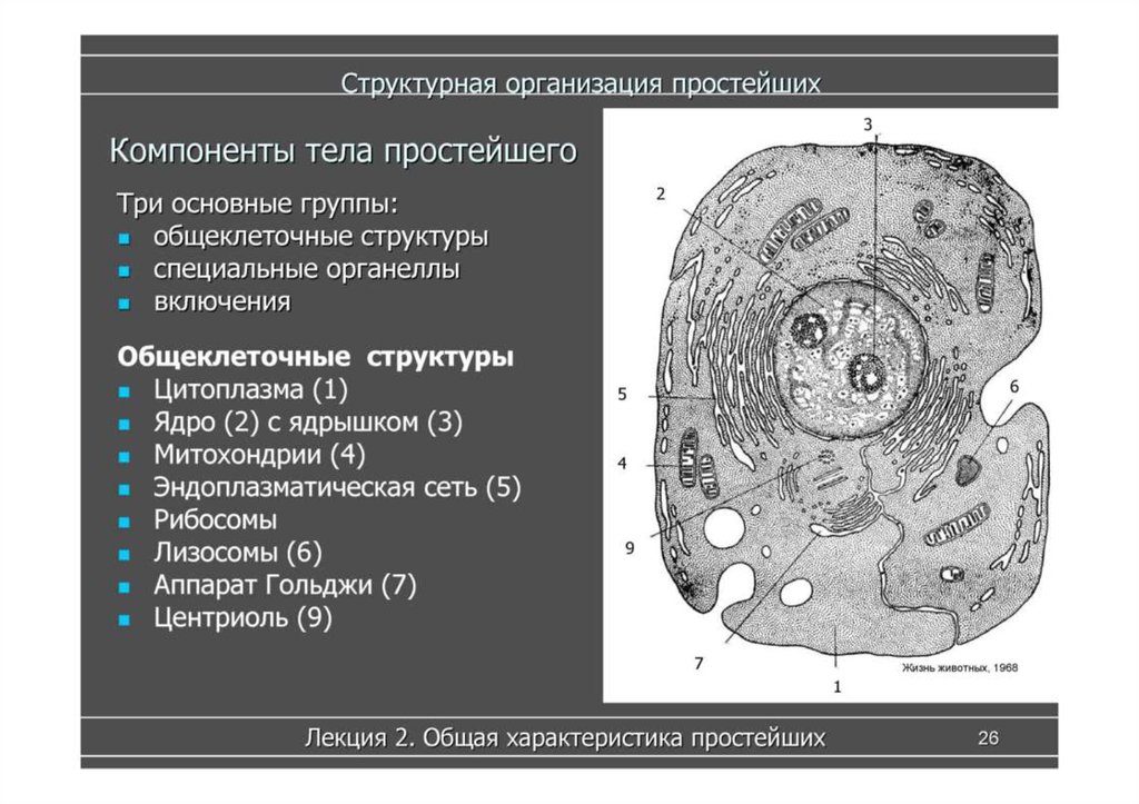 Центриоль деление клетки лизосома какое понятие