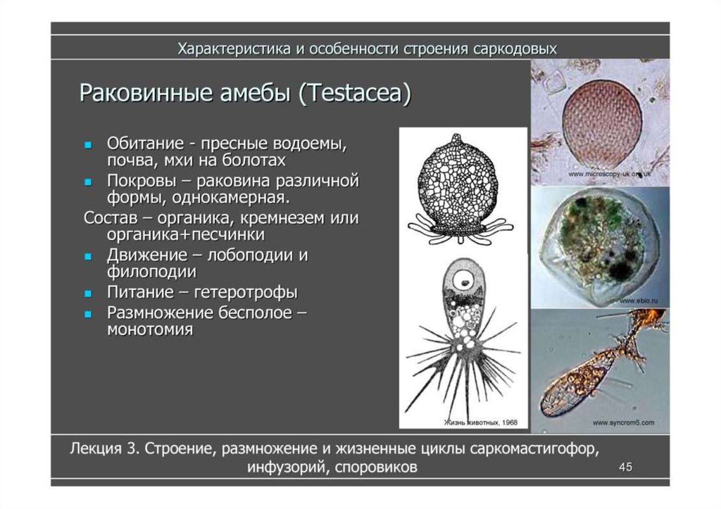 Раковинная амеба рисунок