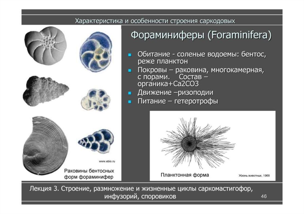 Структура животного мира в виде схемы