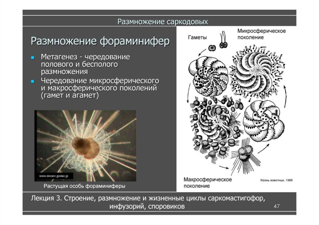 Законы об охране животного мира система мониторинга презентация 7 класс