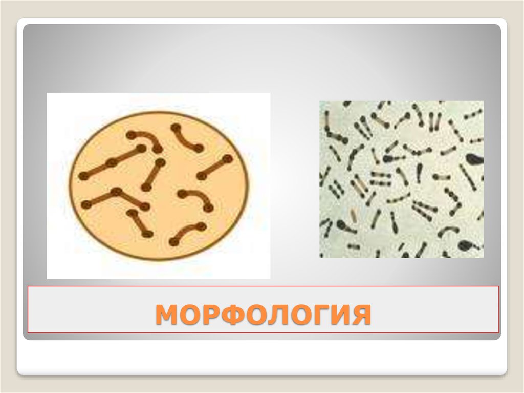 Морфология вещество