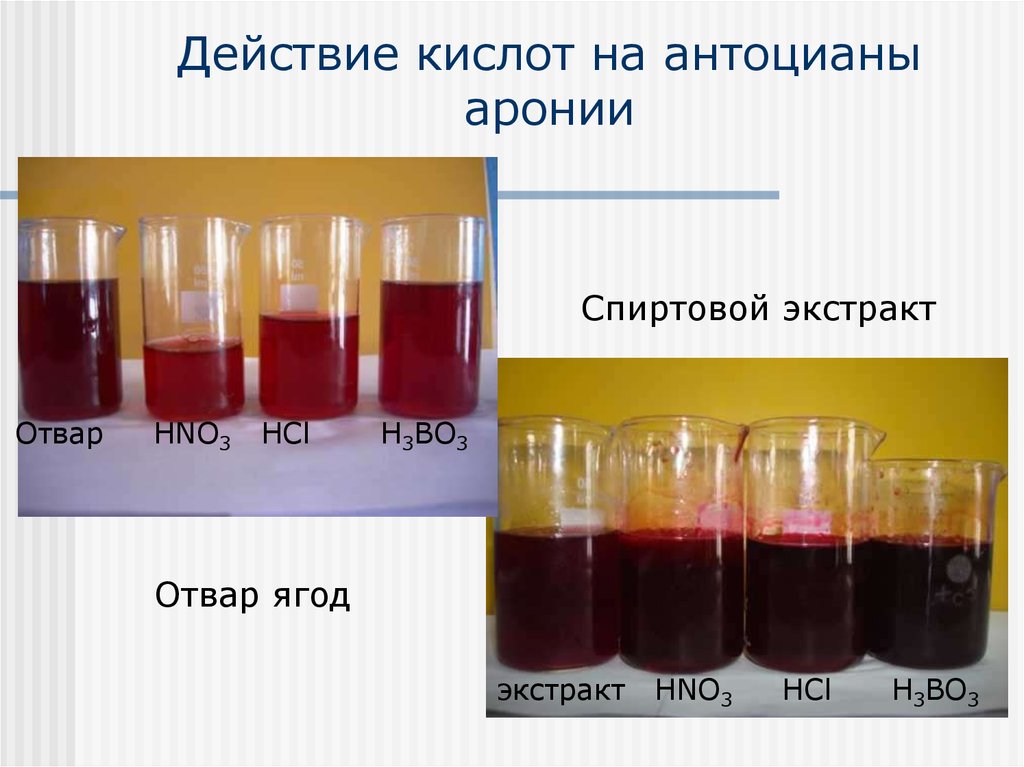 Действие кислот. Качественная реакция на антоцианы. Антоцианы в щелочной среде. Антоцианы индикаторы. Антоцианы с кислотой.