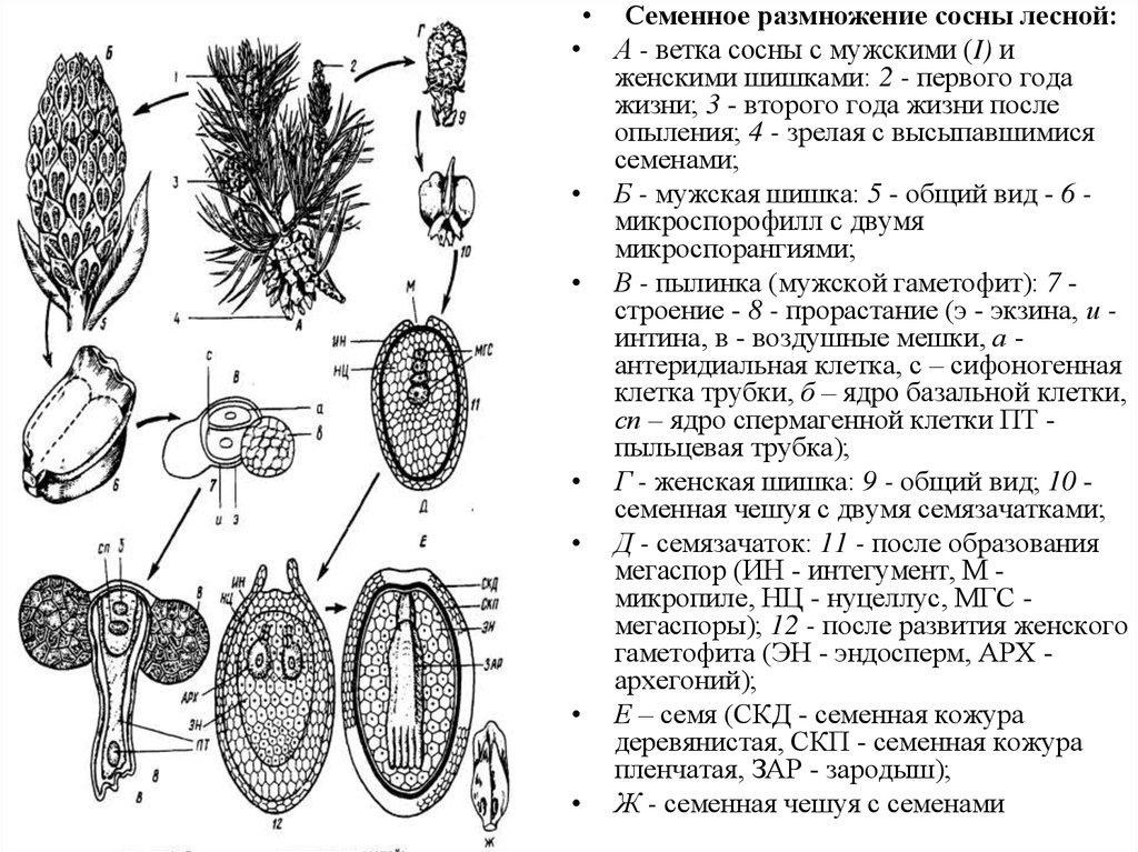 Семенные растения примеры 6 класс. Семяпочка голосеменных растений. Строение семязачатка сосны обыкновенной. Схема семязачатка голосеменных. Схема развития семязачатка голосеменных.