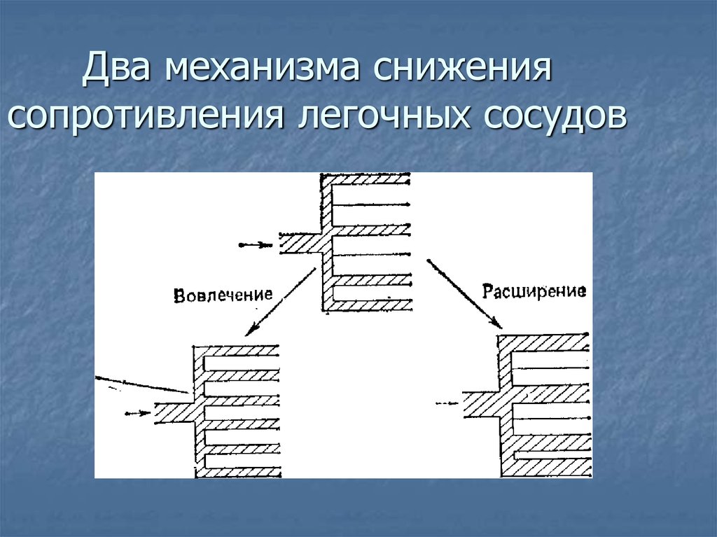 Два механизма снижения сопротивления легочных сосудов