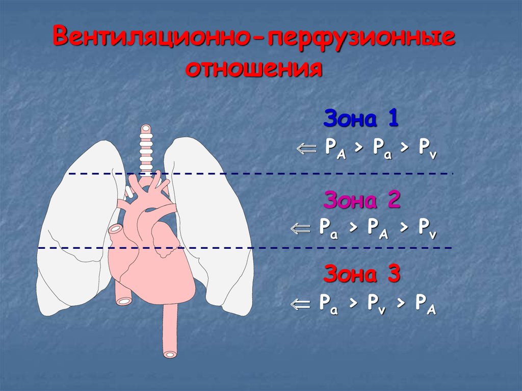 Вентиляционно-перфузионные отношения