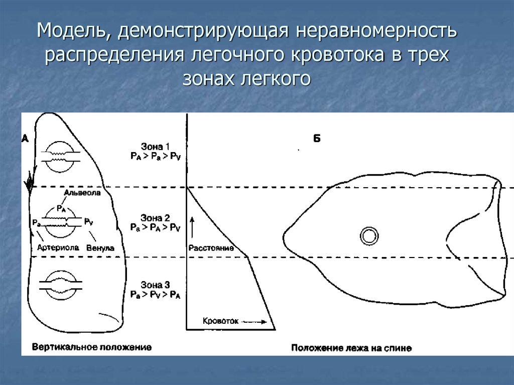 Зоны легкого. Топографические зоны легкого. Анатомические зоны легкого. Легочные зоны.