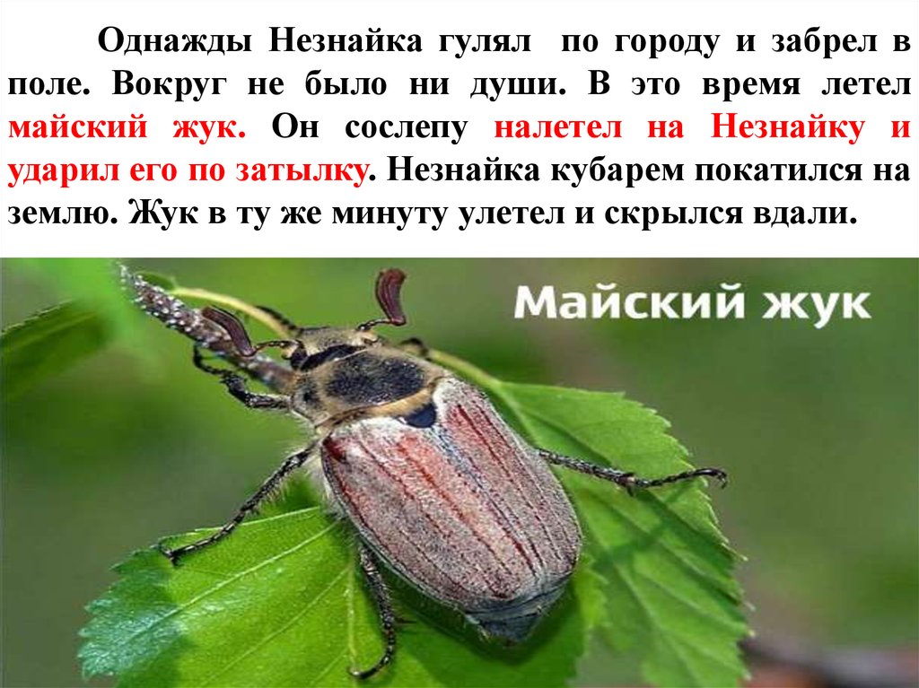 Жук не вывожук картинка