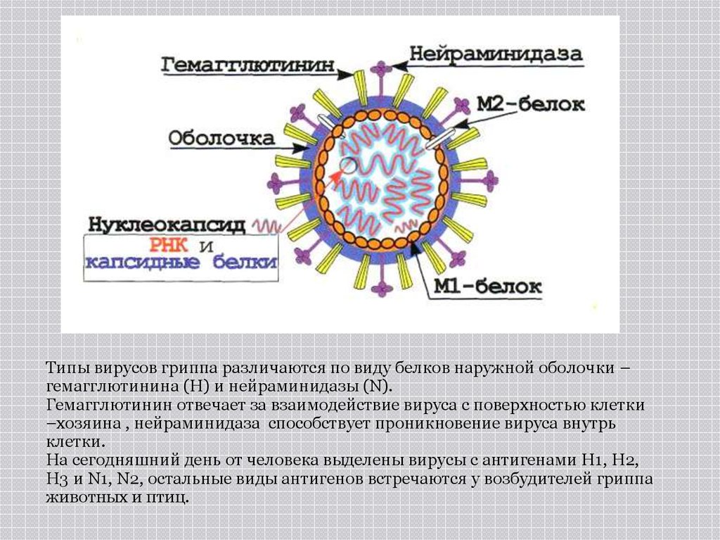 Нейраминидазы гриппа. Гемагглютинин и нейраминидаза вируса гриппа. Строение вируса гриппа. Белковая оболочка вируса. Вирус гриппа белковая оболочка.