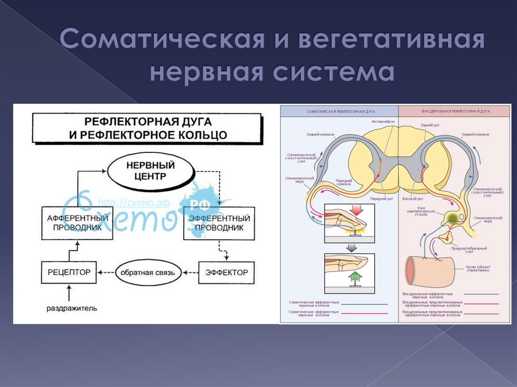 Соматическая нервная система презентация