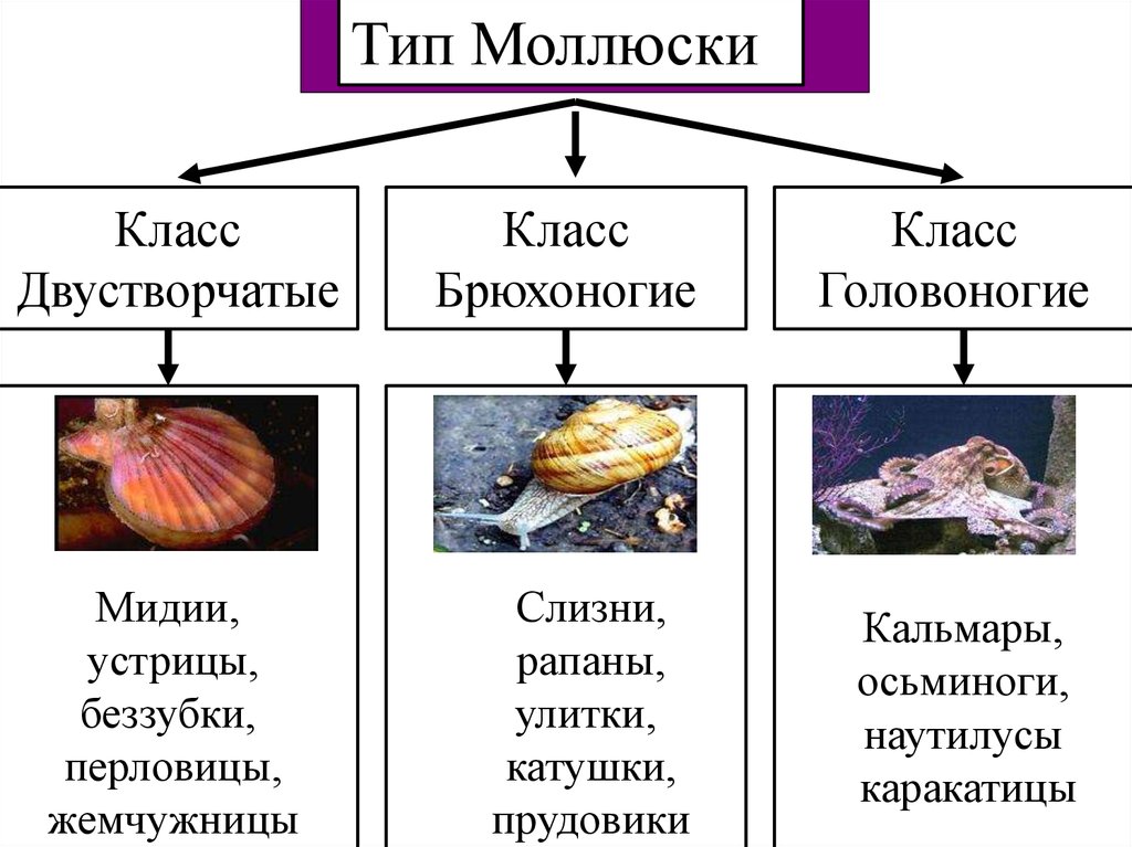 Три примера животных относящихся к моллюскам. Брюхоногие двустворчатые головоногие. Тип моллюски класс двустворчатые. Тип моллюски класс брюхоногие, двустворчатые и головоногие. Двустворчатые моллюски систематика.