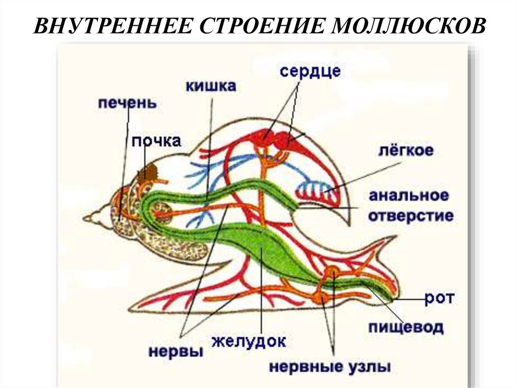 Вторичная полость тела моллюска. Прудовик моллюск строение. Внутреннее строение большого прудовика. Внешнее строение брюхоногого моллюска рисунок. Строение прудовика обыкновенного рисунок.