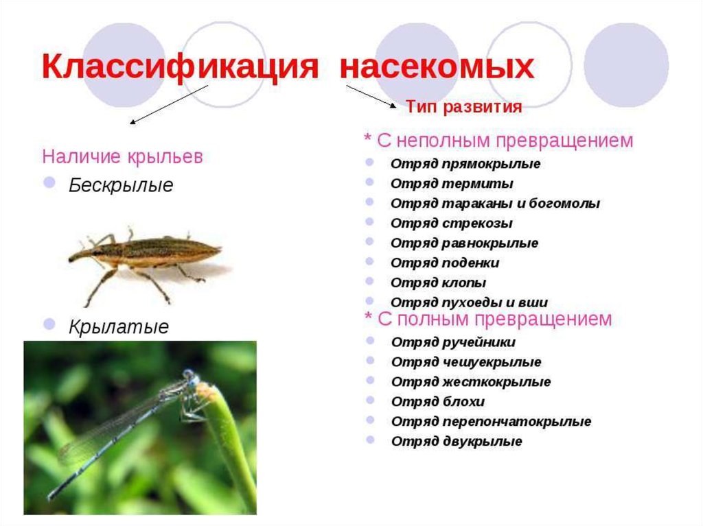 6 групп насекомых. Систематика насекомых 7 класс биология. Классификация насекомых схема. Представители прямокрылых биология 7 класс. Классификация насекомых таблица.