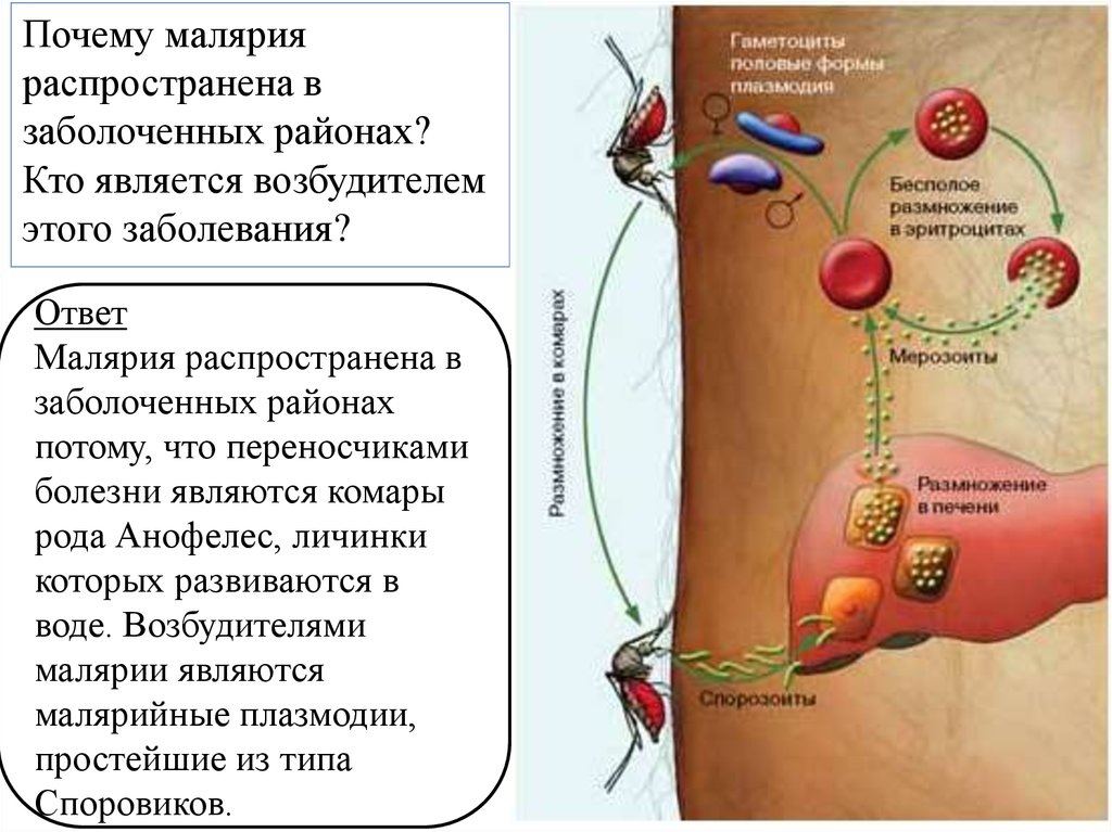 Малярия распространена. Схема заражения малярийного плазмодия. Цикл малярийного плазмодия. Малярийный плазмодий жизненный цикл промежуточный хозяин. Цикл заражения малярийного плазмодия.