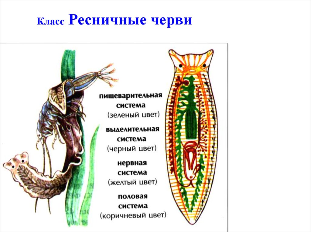 Плоские черви простейшие. Плоские черви класс Ресничные. Turbellaria (Ресничные черви). Тип плоские черви турбеллярии. Тип плоские черви класс Ресничные черви.