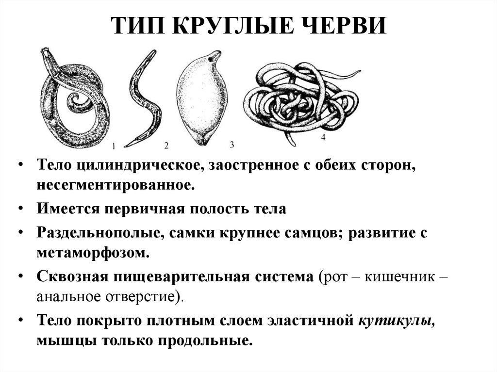 Тест тип черви. Класс круглые черви паразиты. Типы круглых червей.