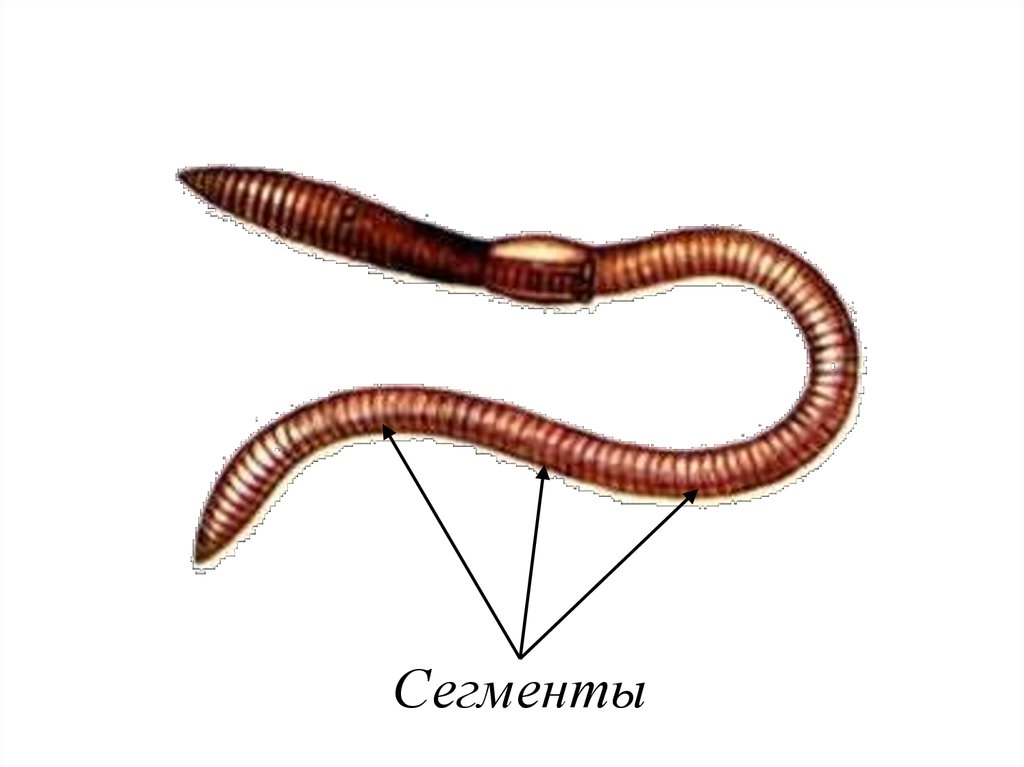Сегмент дождевого червя. Сегментированное тело у кольчатых червей. Сегментация тела кольчатых червей. Кольчатые черви сегменты. Кольчатые черви тело сегментировано.