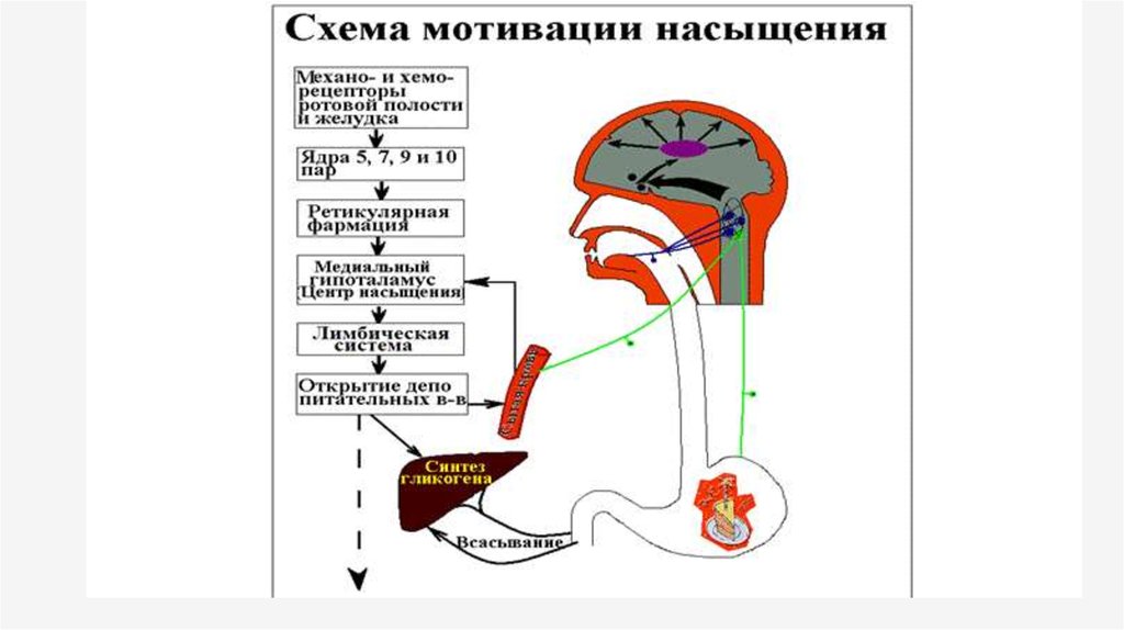 Схема регуляции пищевого поведения физиология