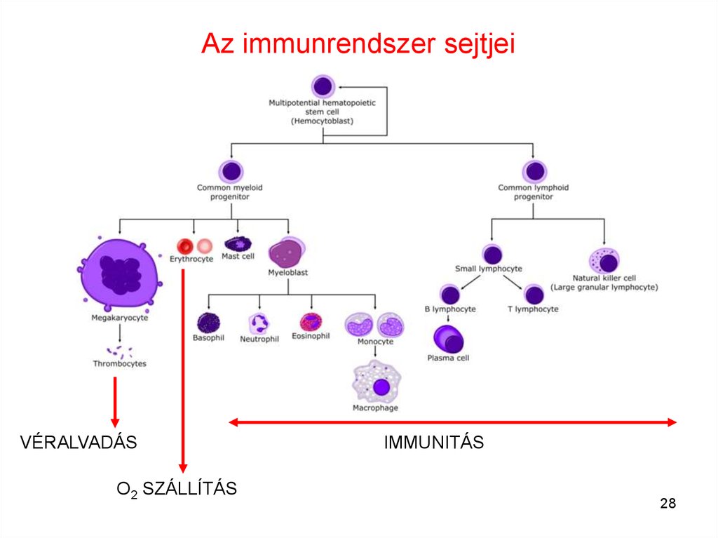 Az immunrendszer sejtjei