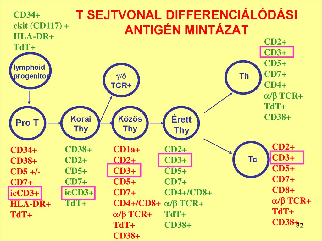 T SEJTVONAL DIFFERENCIÁLÓDÁSI ANTIGÉN MINTÁZAT