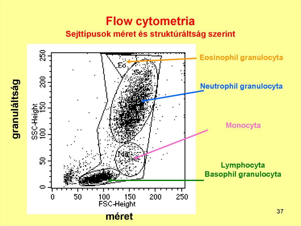 Flow cytometria Sejttípusok méret és struktúráltság szerint