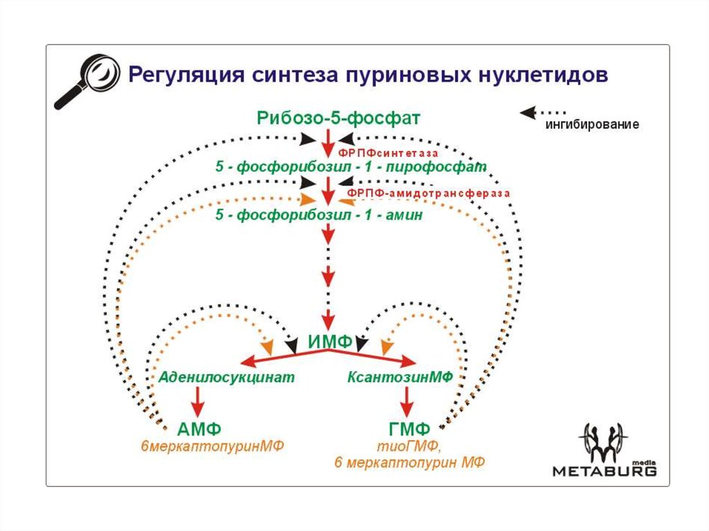 Обмен нуклеотидов презентация