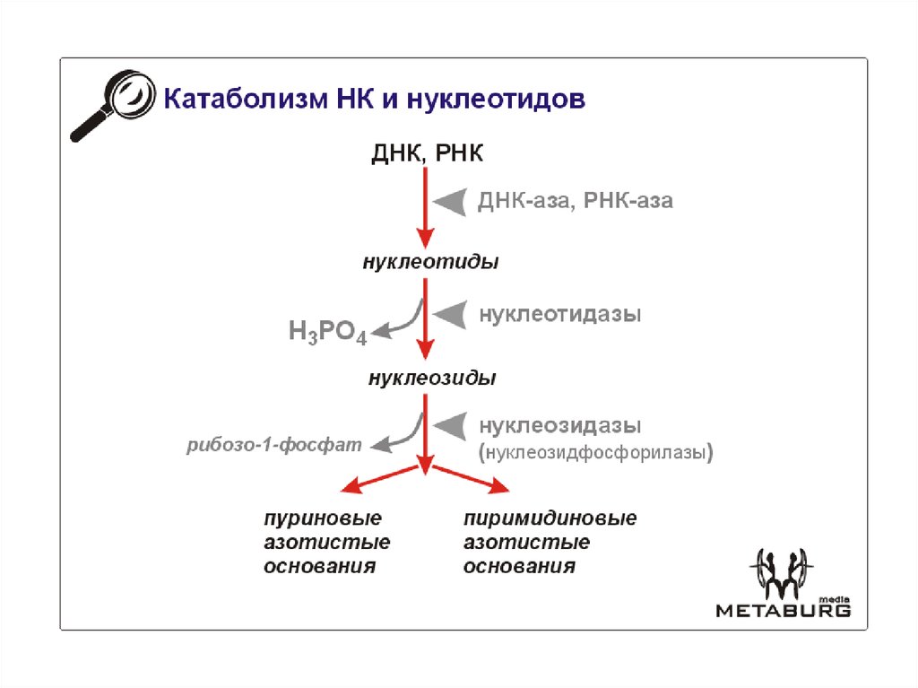 Схема катаболизма пиримидиновых нуклеотидов