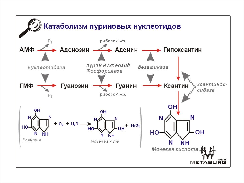 Схема катаболизма пиримидиновых нуклеотидов