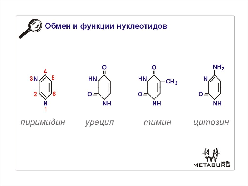 Нуклеотид для днк из тимина