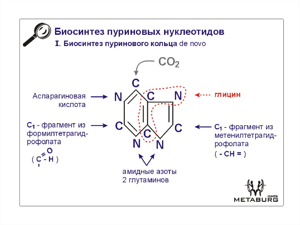 Синтез пуриновых оснований схема