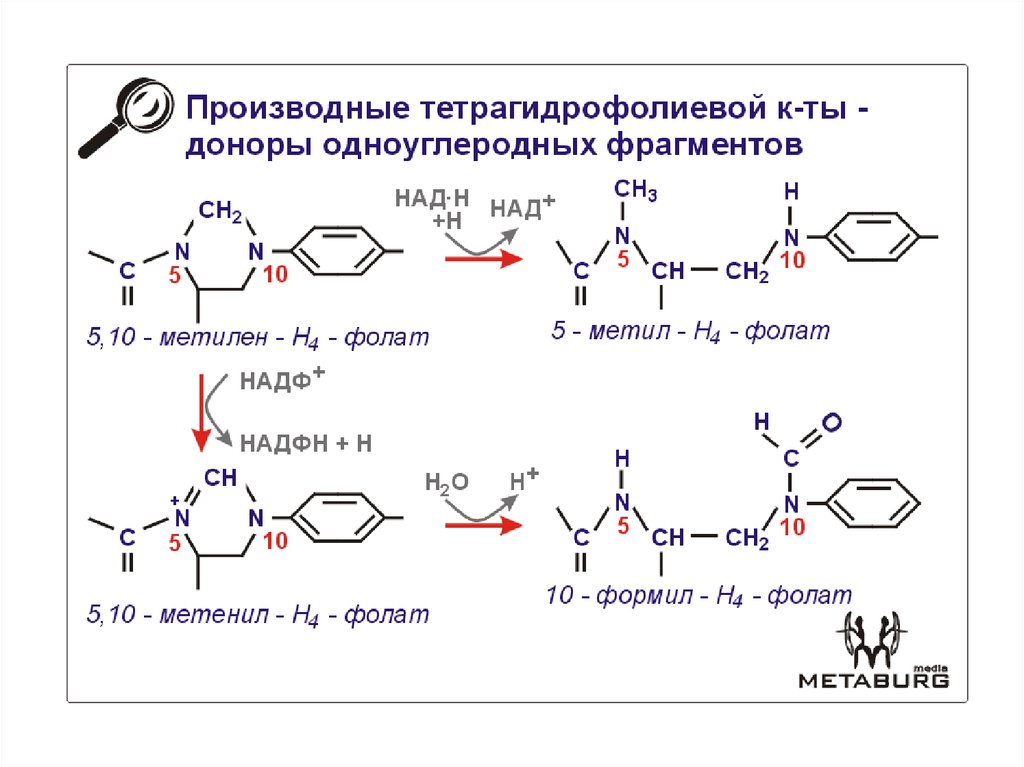 Перемещение нуклеотидов. Метенил-н4-фолат. 5,10-Метилен-н4-фолат. Тетрагидрофолиевая кислота Синтез. Метилен н4 фолат.