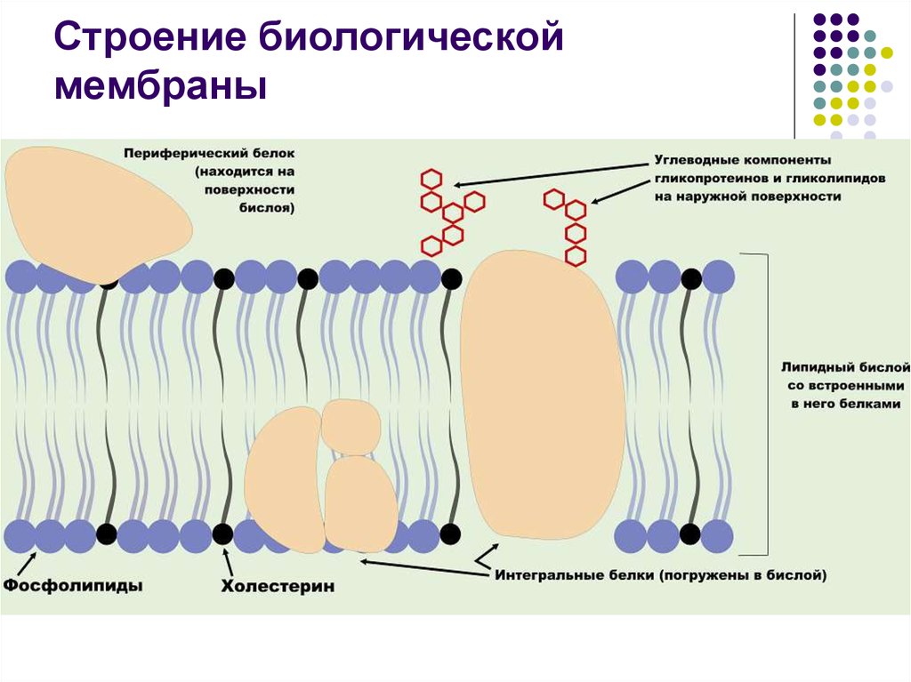 Компоненты мембраны. Биологическая мембрана и плазматическая мембрана. Строение биомембраны липидов. Строение биологических мембран биохимия. Схема строения биомембраны.