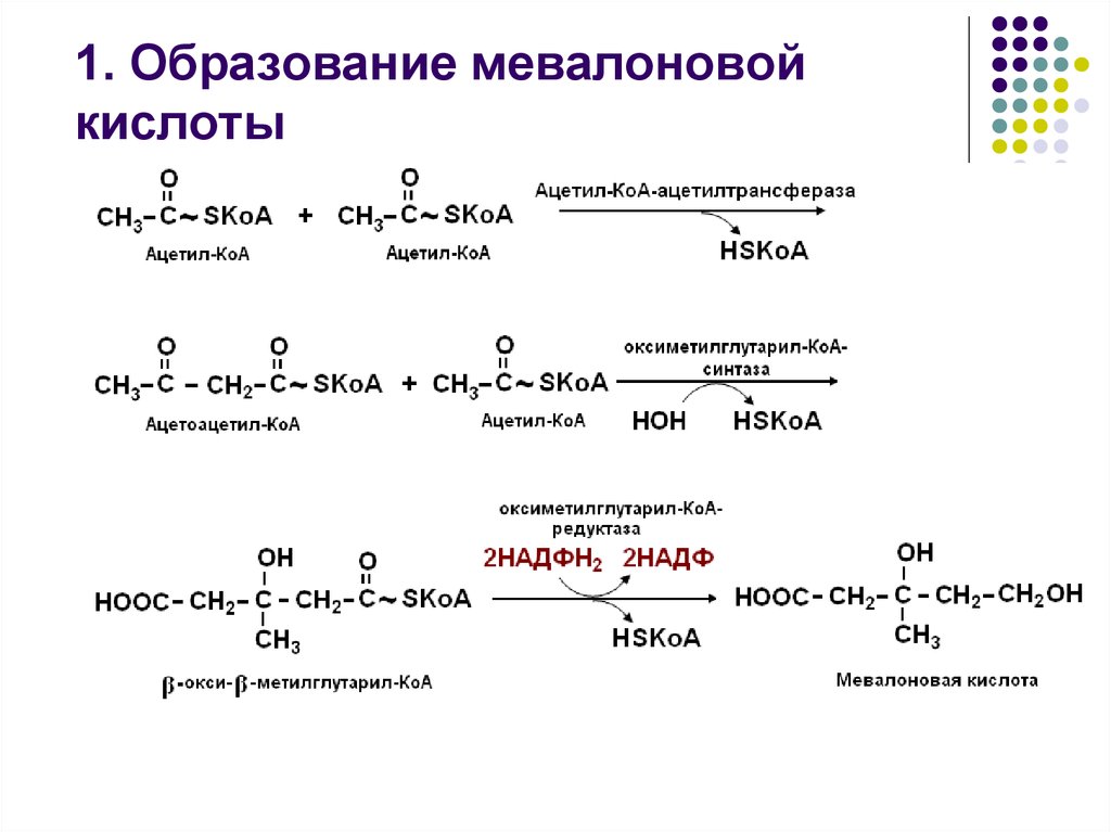 Бутановая кислота образуется. Синтез холестерола реакции образования мевалоновой кислоты. Реакции образования мевалоновой кислоты. 1 Этап Синтез мевалоновой кислоты. Реакции синтеза холестерола до мевалоновой кислоты.