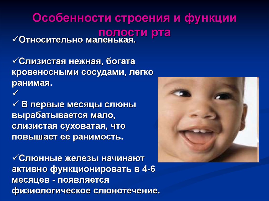 Особенности строения и функции полости рта