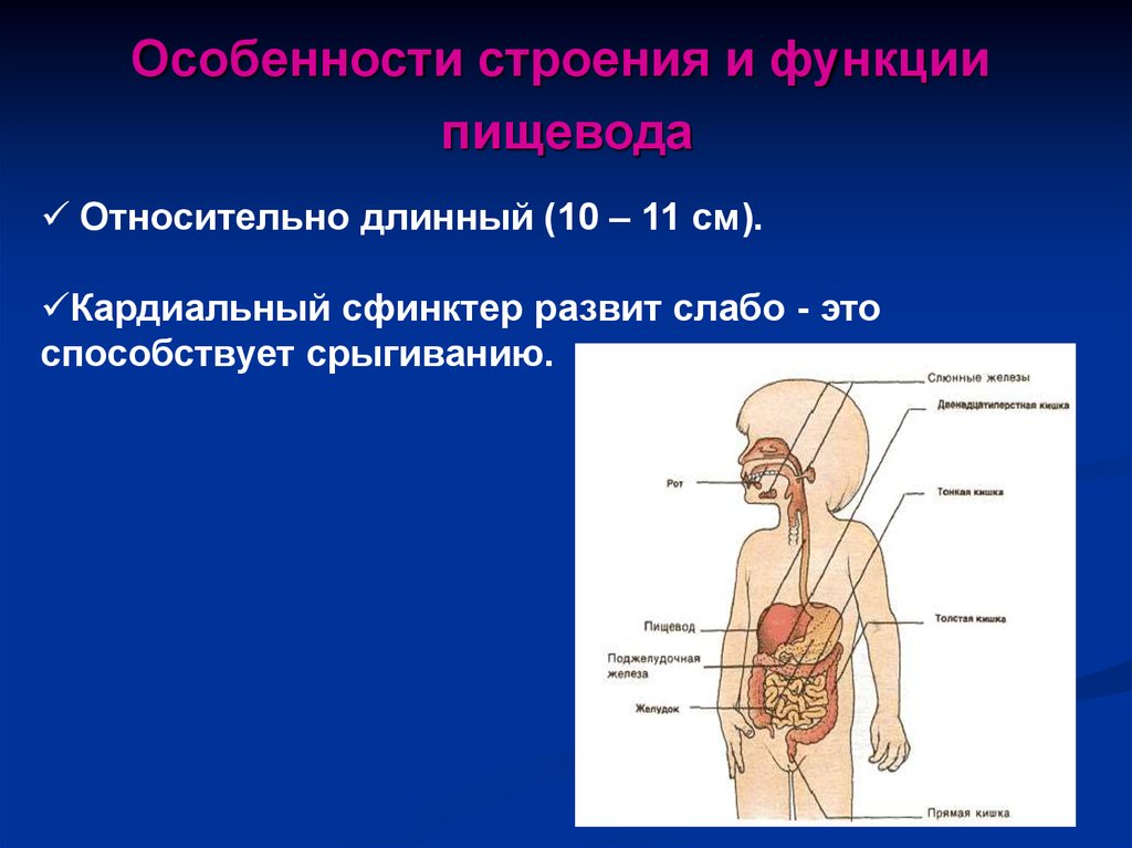 Анатомо физиологические особенности органов пищеварения у детей