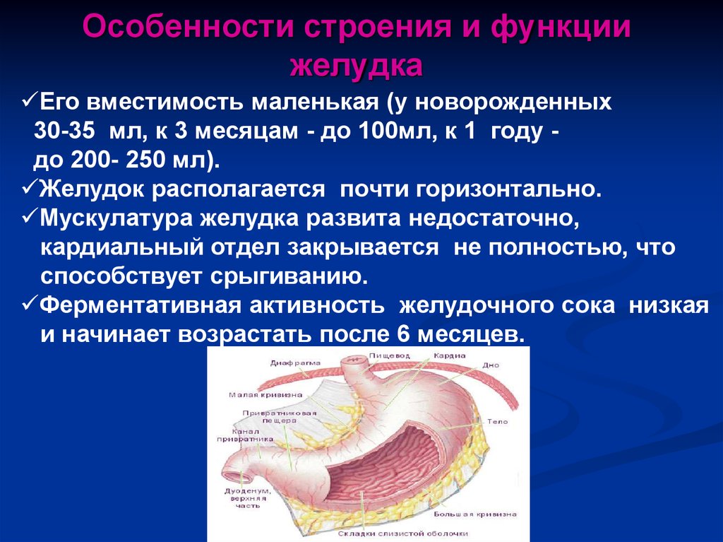 Строение желудка пищеварение в желудке. Строение и функции желу. Особенности строения желудка. Желудок строение и функции. .Строение и функции желудк.
