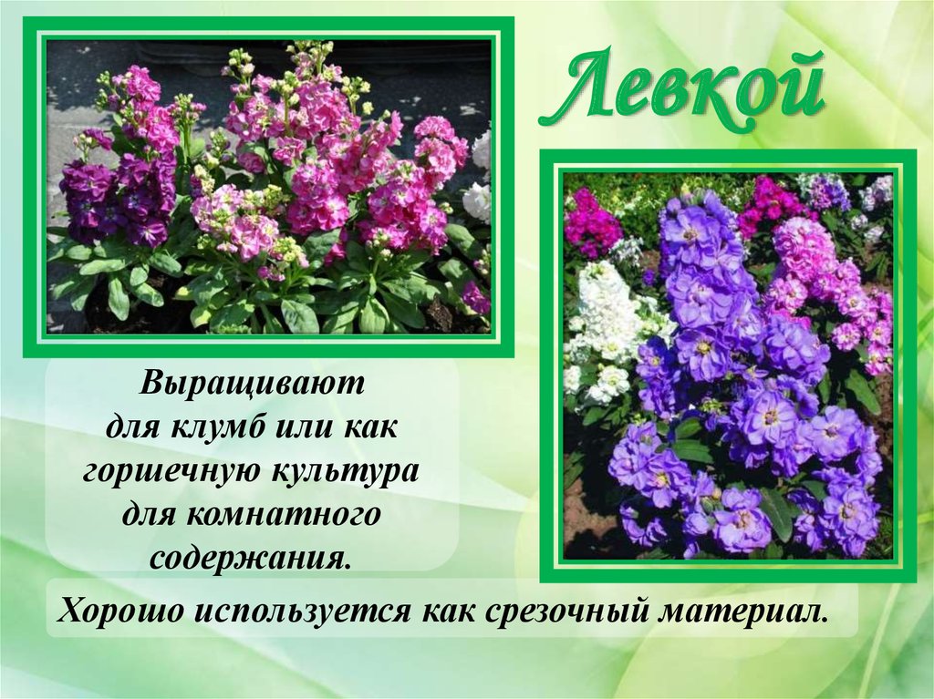 Левкои цветы описание левкой фото