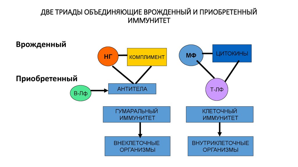 Врожденный иммунитет. Факторы врожденного иммунитета схема. Факторы врожденного и приобретенного иммунитета схема. Взаимосвязь системы врожденного и адаптивного иммунитета. Схема взаимодействия врожденного и приобретённого иммунитета.